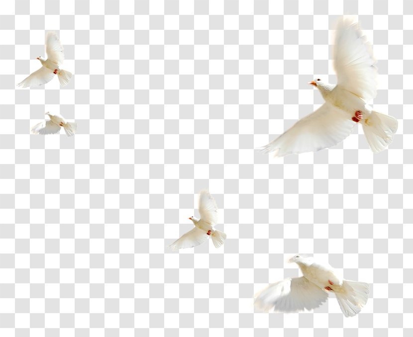 Bird Image Download - Typical Pigeons Transparent PNG