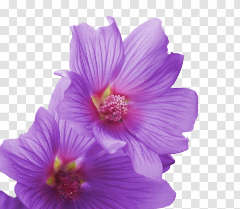 Hibiscus Adobe Premiere Elements Video Pro Wednesday - Petal - Layered Flower Transparent PNG