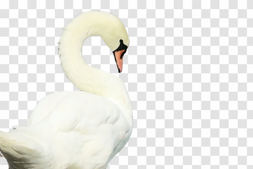 Feather - Waterfowl - Wildlife Transparent PNG