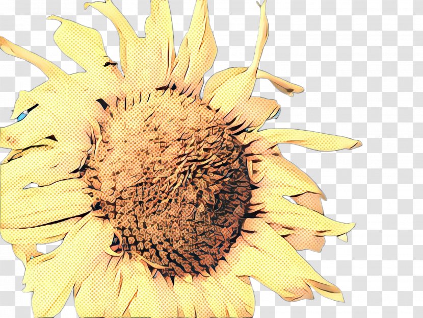 Vintage Flower - Common Sunflower - Wildflower Seed Transparent PNG