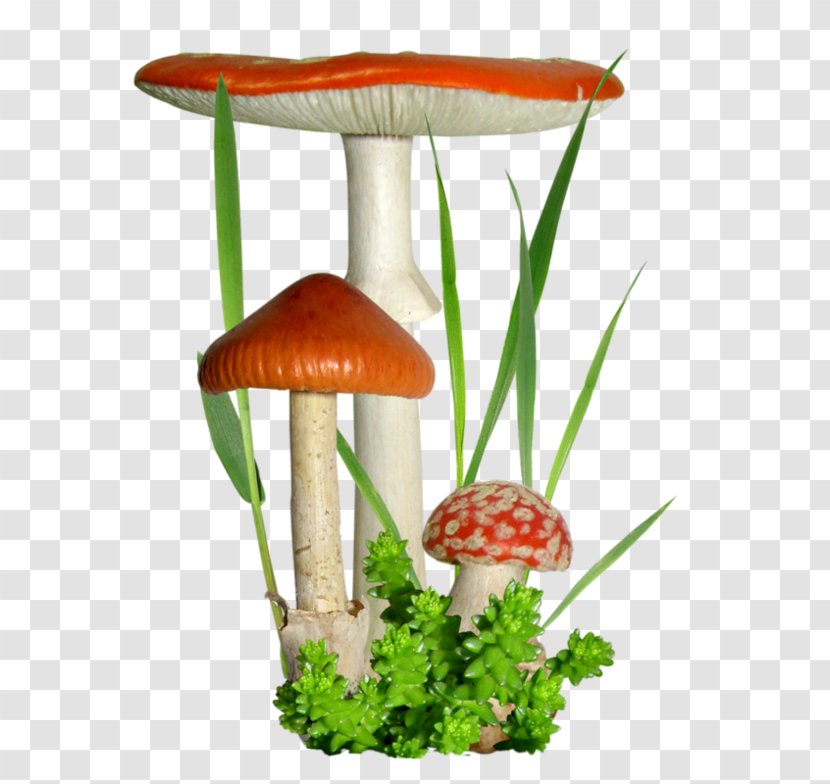 Mushroom Fungus Clip Art Blog - Flower Transparent PNG