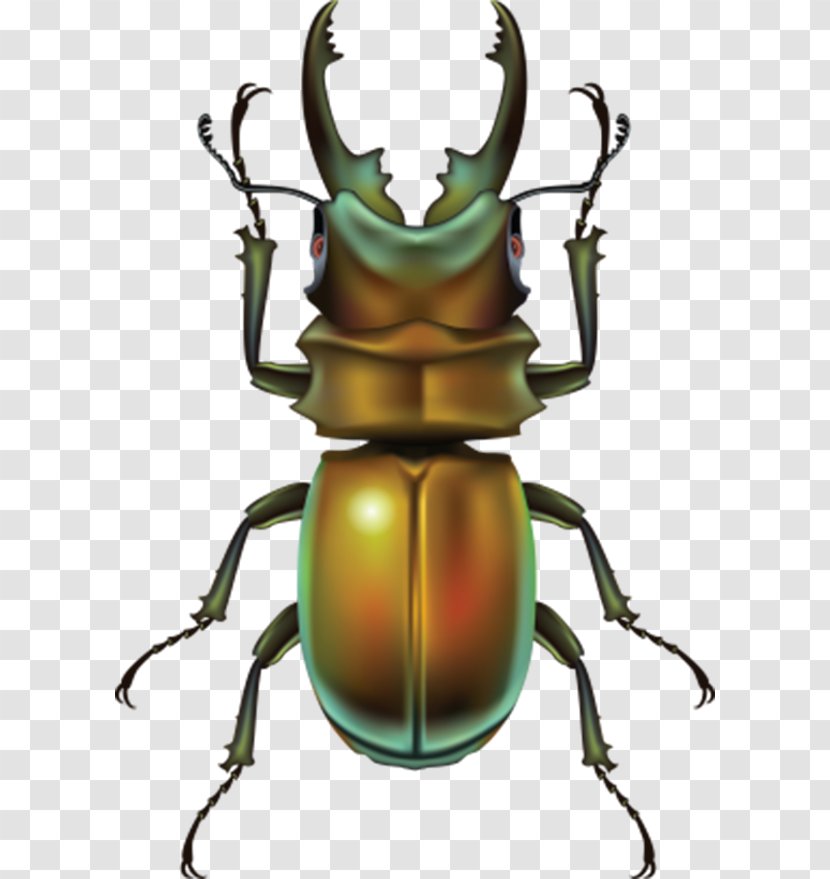 Beetle Clip Art - Insect - Brown Transparent PNG