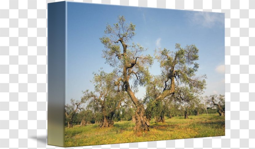 Oak Apulia Olive Tree Of Vouves Ecosystem Meadow - Grove Fantasy Transparent PNG