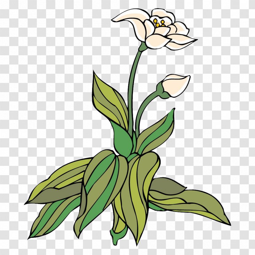 Floral Design Clip Art - Plant - It Is Opening A Decorated Lotus Transparent PNG