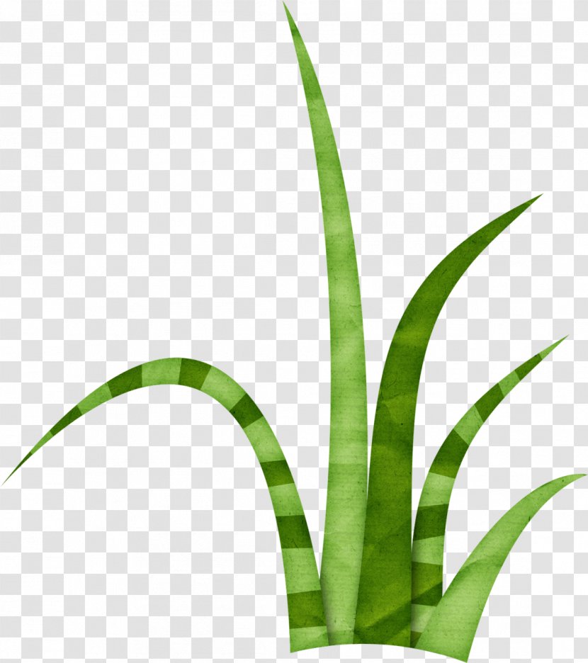 Lawn Clip Art - Grass Family - Herbe Transparent PNG