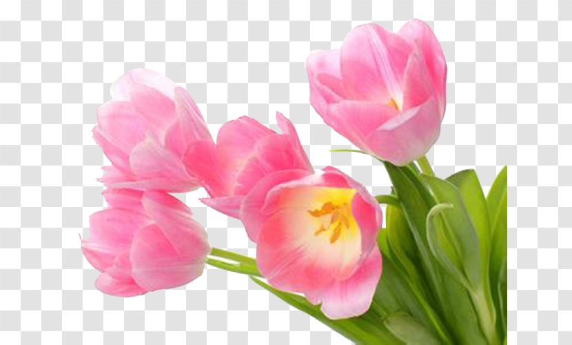 International Women's Day Flower March 8 Woman Easter - Petal - Pink Flowers Transparent PNG