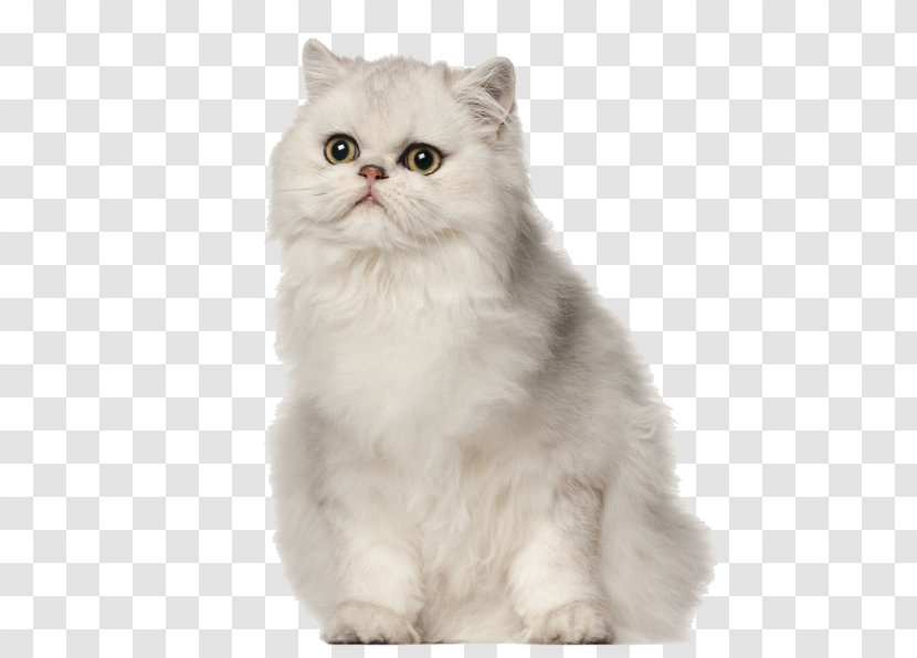 Persian Cat Stock Photography Dog Personal Grooming - Small To Mediumsized Cats - Exotic Ketupat Shorthair Transparent PNG