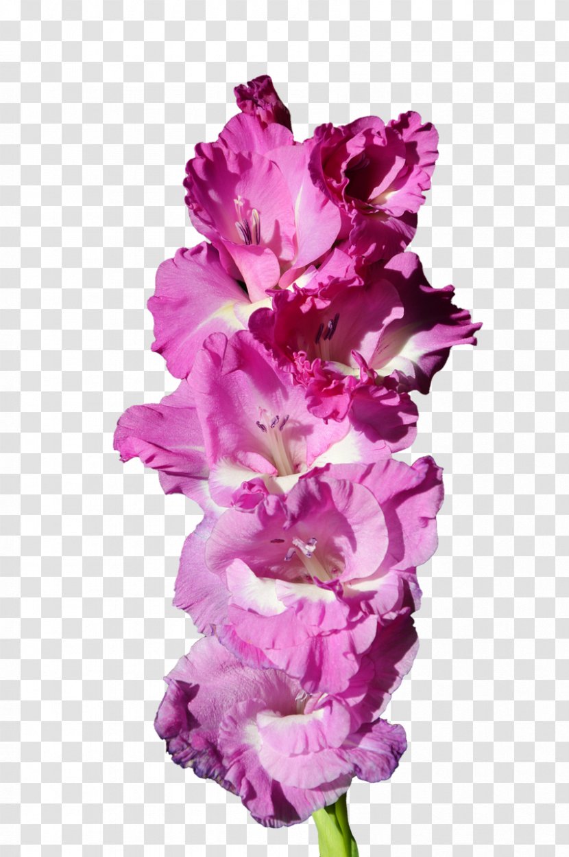 Gladiolus Italicus Cut Flowers Plant Purple - Violet Transparent PNG