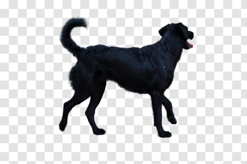 Labrador Retriever Flat-Coated Borador DeviantArt Stock Photography - Creative Cat Transparent PNG