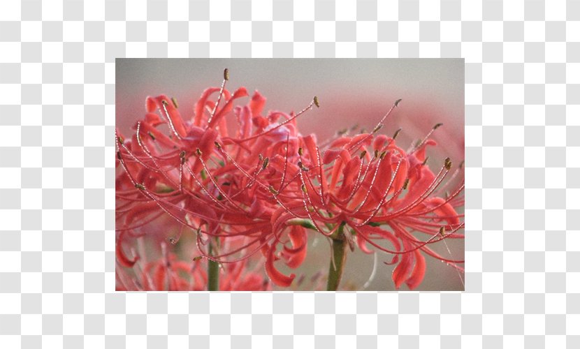 Red Spider Lily Surprise Bulb Lilium Crinum - Flower Transparent PNG