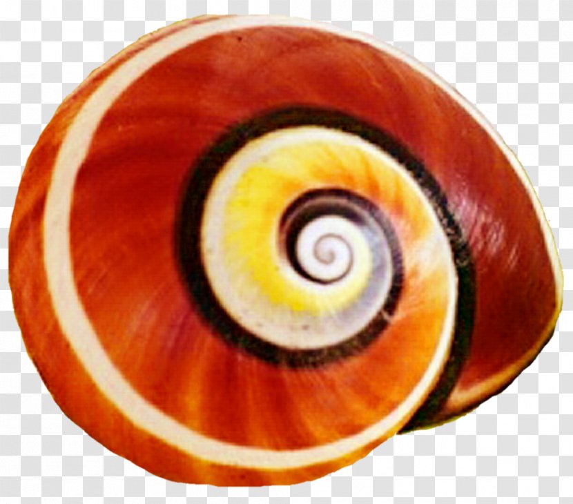 Sea Snail Seashell Gastropod Shell Clip Art - Orange Transparent PNG