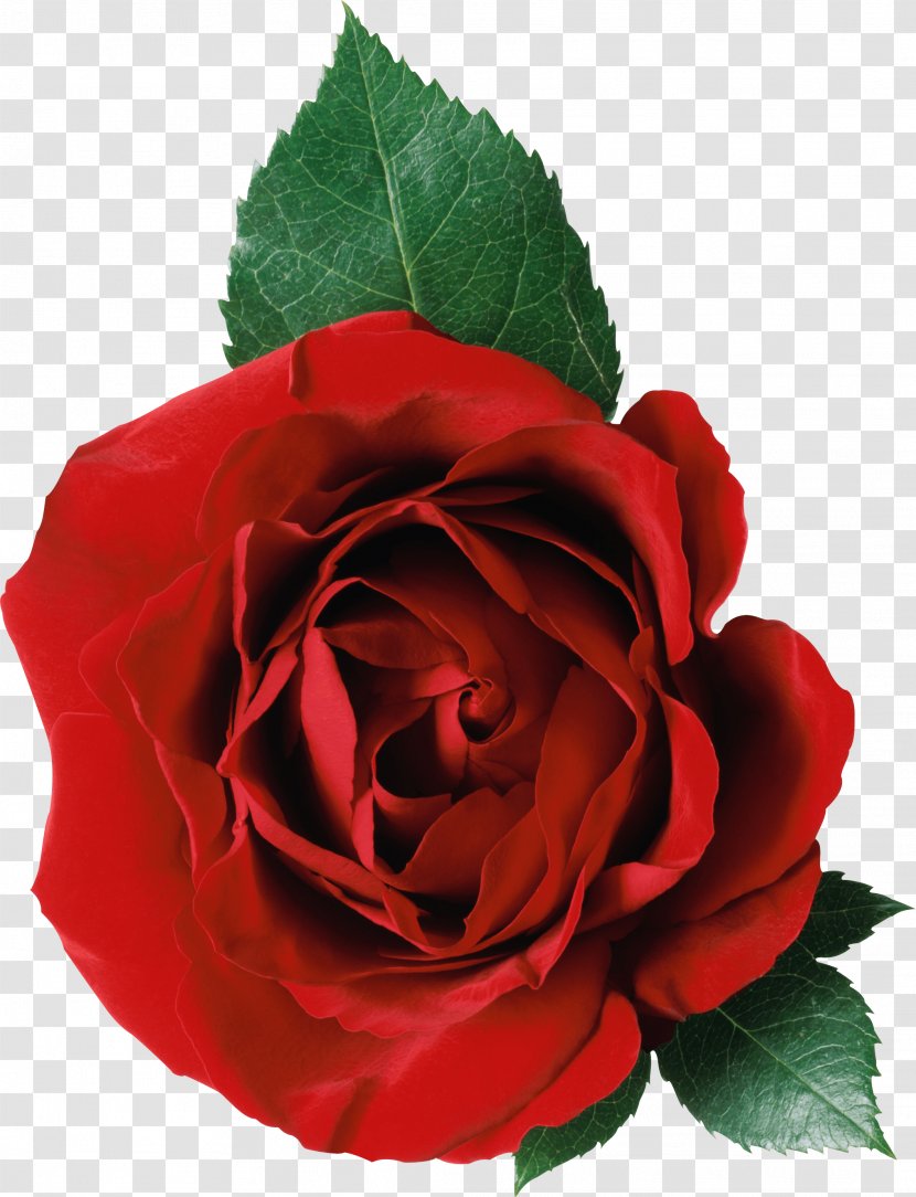 Rose Clip Art - Cut Flowers - Image Picture Download Transparent PNG