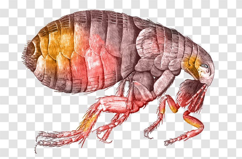 Black Death Great Plague Of London Bubonic Flea Transparent PNG