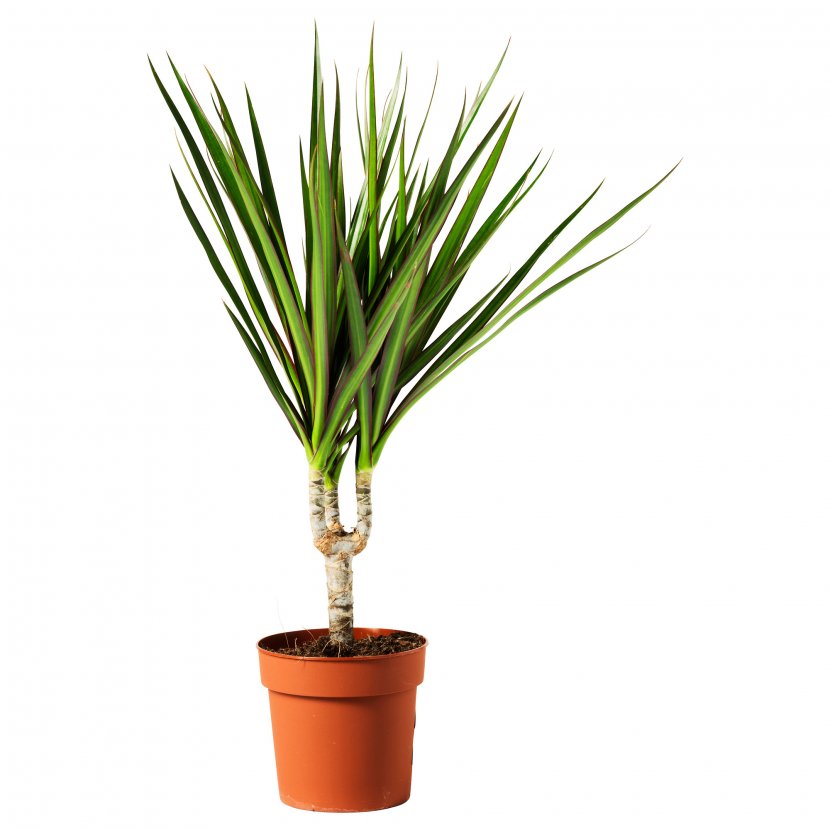 Dragon Tree Lucky Bamboo Dracaena Fragrans Reflexa Var. Angustifolia Houseplant - Grass - Pot Leaf Transparent PNG