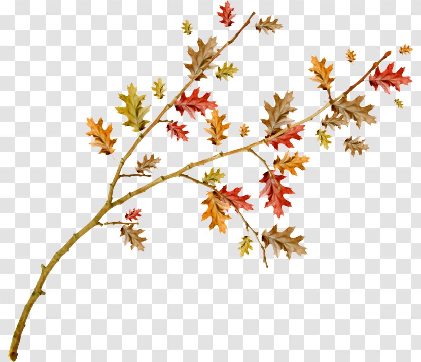 Twig Plant Stem Leaf Flower Clip Art - Flora Transparent PNG