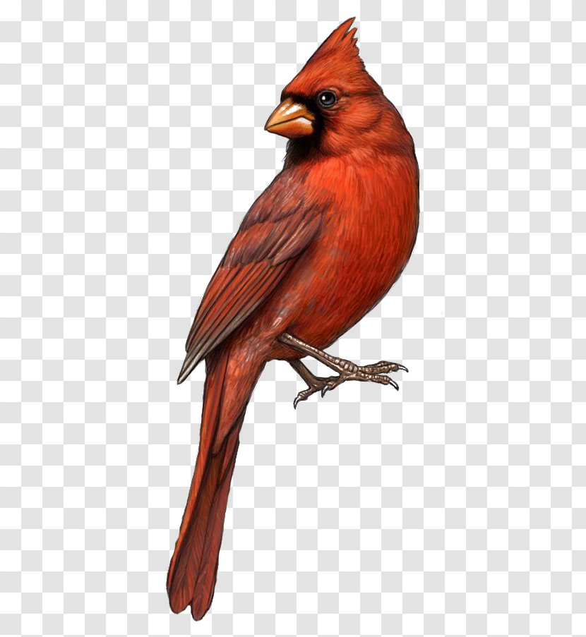 Bird St. Louis Cardinals Northern Cardinal Drawing Clip Art - Wing - Red Eagle Transparent PNG