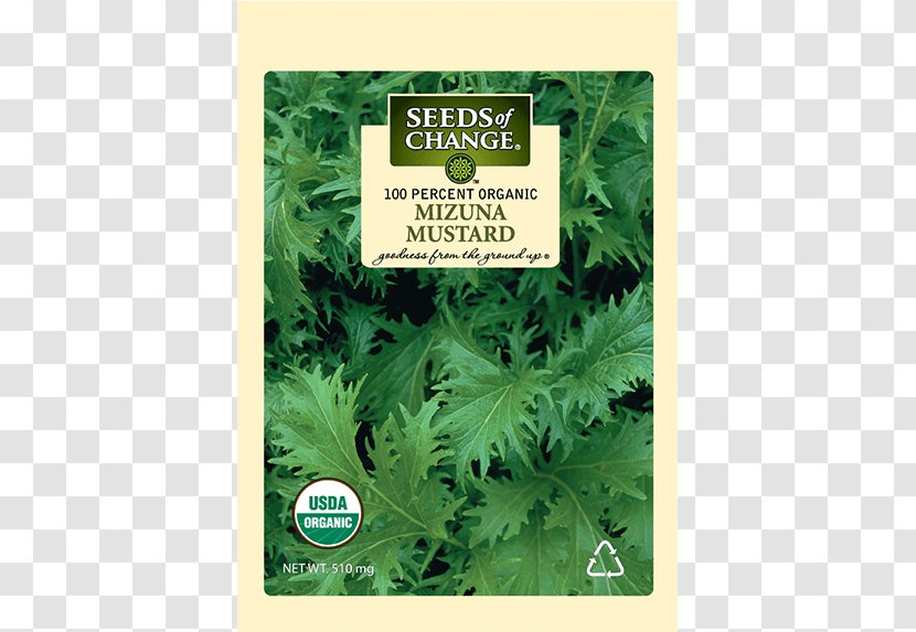Organic Food Coriander Seeds Of Change Leaf Vegetable - Parsley Transparent PNG