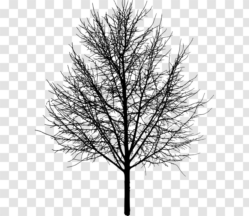 Tree Silhouette - Arbol Negro Transparent PNG