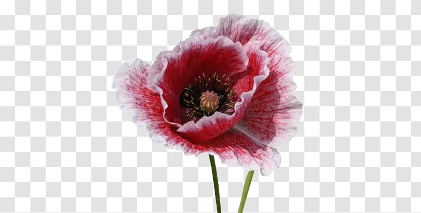 Opium Poppy Flower Herbaceous Plant - Anemone Transparent PNG