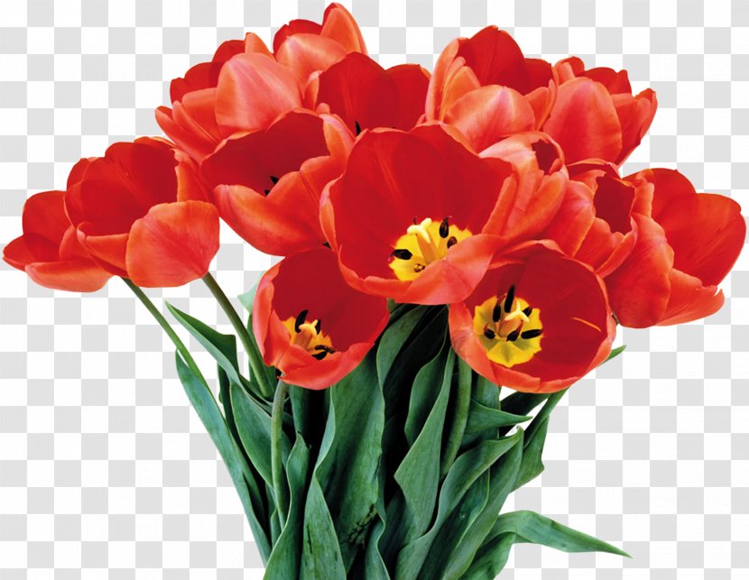 Flower Bouquet International Women's Day Clip Art - Tulip Transparent PNG