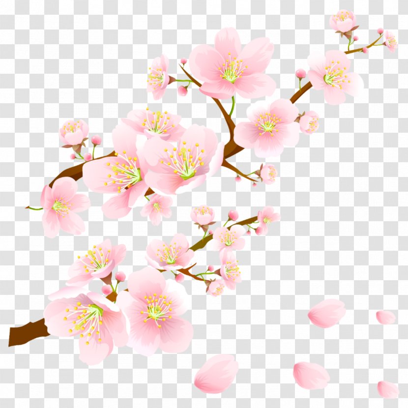 National Cherry Blossom Festival Desktop Wallpaper Image - Spring Transparent PNG