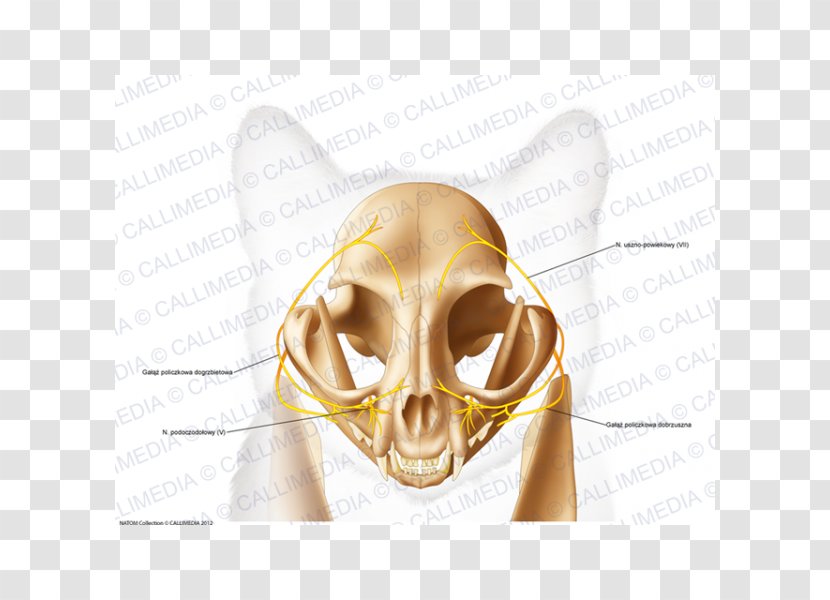Skull Temporal Bone Anatomy Head - Nose Transparent PNG