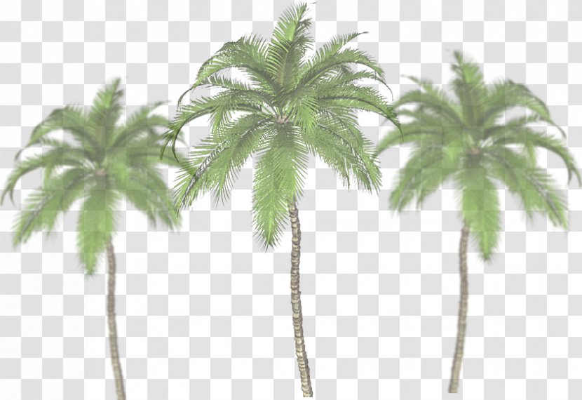 Palm Trees Image Clip Art JPEG - Plant - Tree Transparent PNG