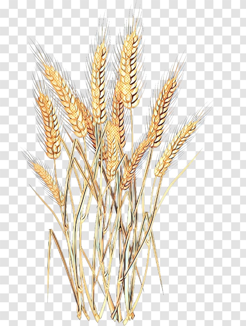 Emmer Einkorn Wheat Spelt Barley Cereal - Germ Transparent PNG