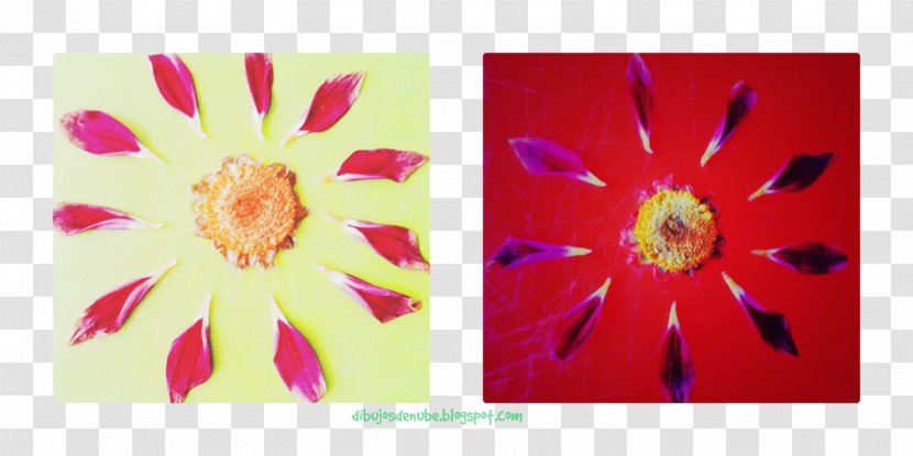 Acrylic Paint Transvaal Daisy Picture Frames Rectangle Resin - Flowering Plant - Flower Petals Transparent PNG