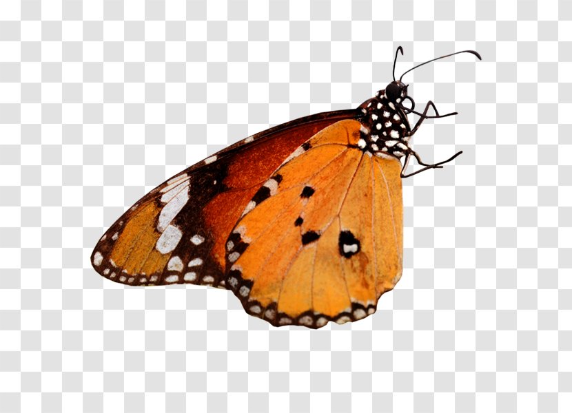 Monarch Butterfly Nikon D7100 Camera Blog - Pollinator Transparent PNG