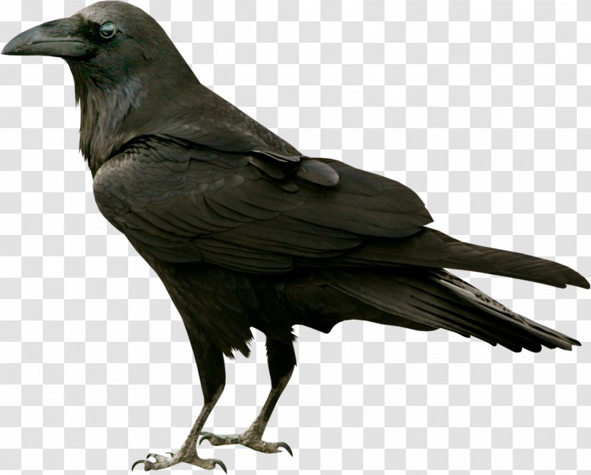 Common Raven The Bird Silhouette Clip Art - Rook - Crow Transparent PNG