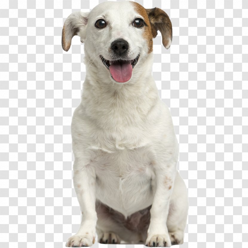 Jack Russell Terrier Stock Photography Puppy Yorkshire American Cocker Spaniel Transparent PNG