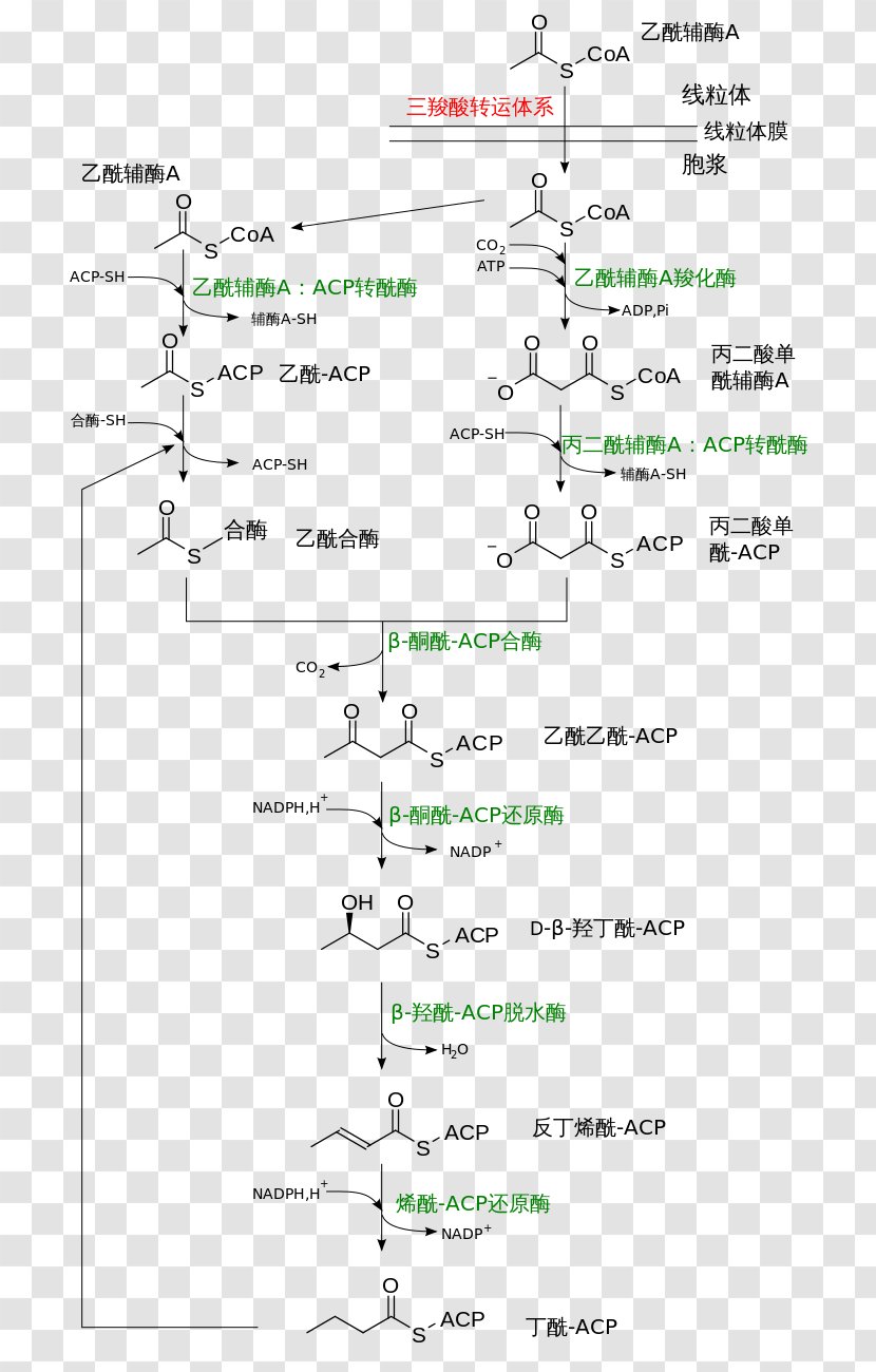 Fatty Acid Synthesis Chemical Beta Oxidation - Free Software Foundation - Fats Transparent PNG