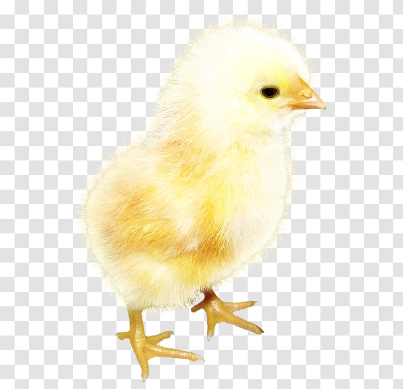 Rooster Chicken Yellow Clip Art - Kifaranga - Chick Transparent PNG