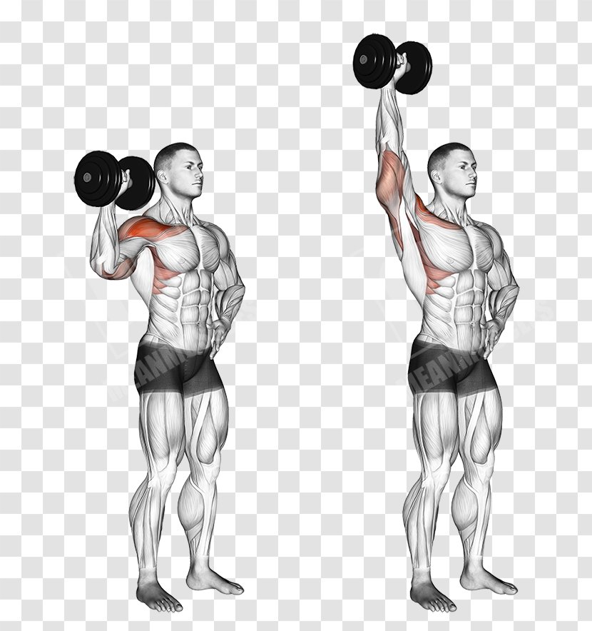 Overhead Press Dumbbell Deltoid Muscle Exercise Barbell - Heart - Shoulder Exercises With Dumbbells Transparent PNG