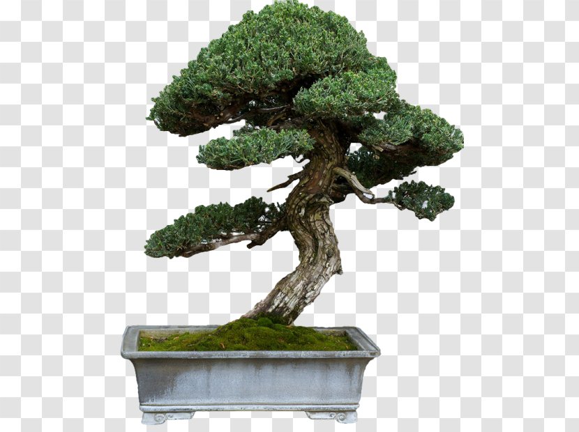 Sageretia Theezans Bonsai Tree Second Life Tattoo Transparent PNG