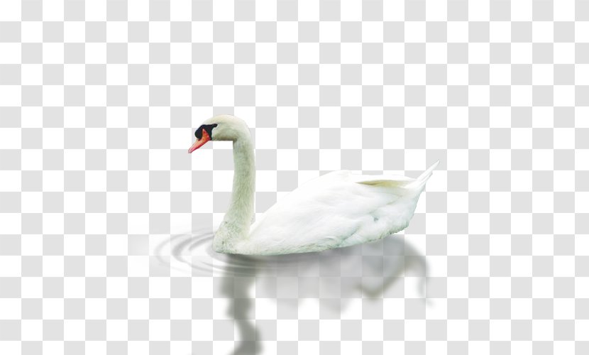 Cygnini Domestic Goose Shuili - Neck - Swim In The Water Of Transparent PNG