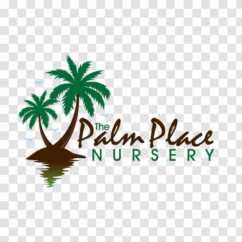 Arecaceae Palm Place Nursery Ponytail Ornamental Plant - Brand - Watercolor Transparent PNG