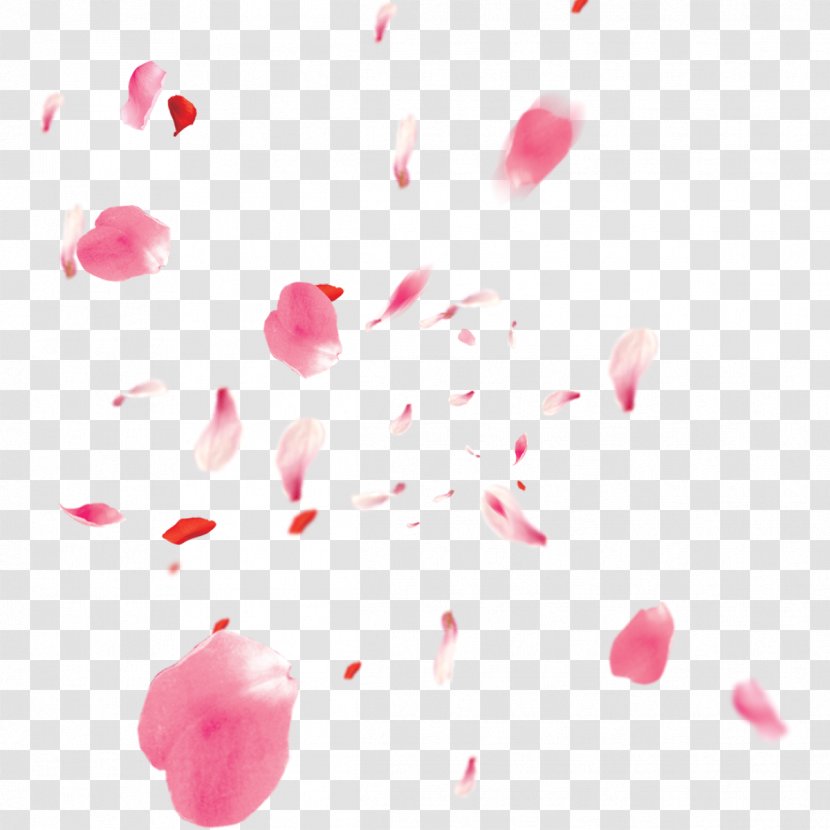 Cherry Blossom Petal - Red Transparent PNG