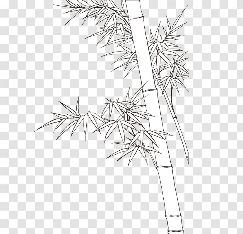 Bamboo Shoot Bamboe - Monochrome Transparent PNG