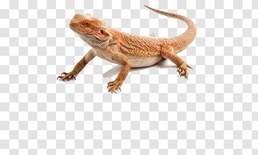 Reptile Lizard Central Bearded Dragon Agama Common Iguanas - Organism Transparent PNG