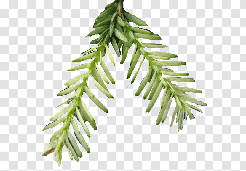 Spruce Pine Family Plant Stem Twig - Evergreen - Xmas Branches Transparent PNG