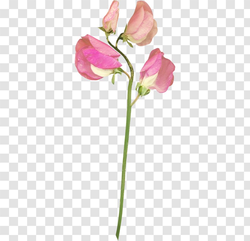 Garden Roses Cut Flowers Tulip - Moth Orchid - Flower Transparent PNG