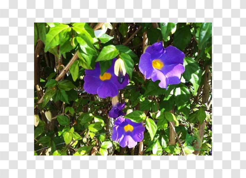 Pansy Beach Moonflower Thunbergia Laurifolia Black-eyed Susan Vine Erecta - Plant Transparent PNG