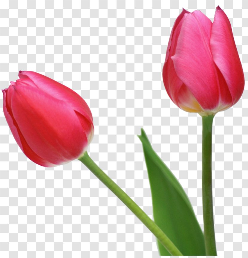 Indira Gandhi Memorial Tulip Garden Flower Clip Art - Seed Plant - Free Cliparts Transparent PNG