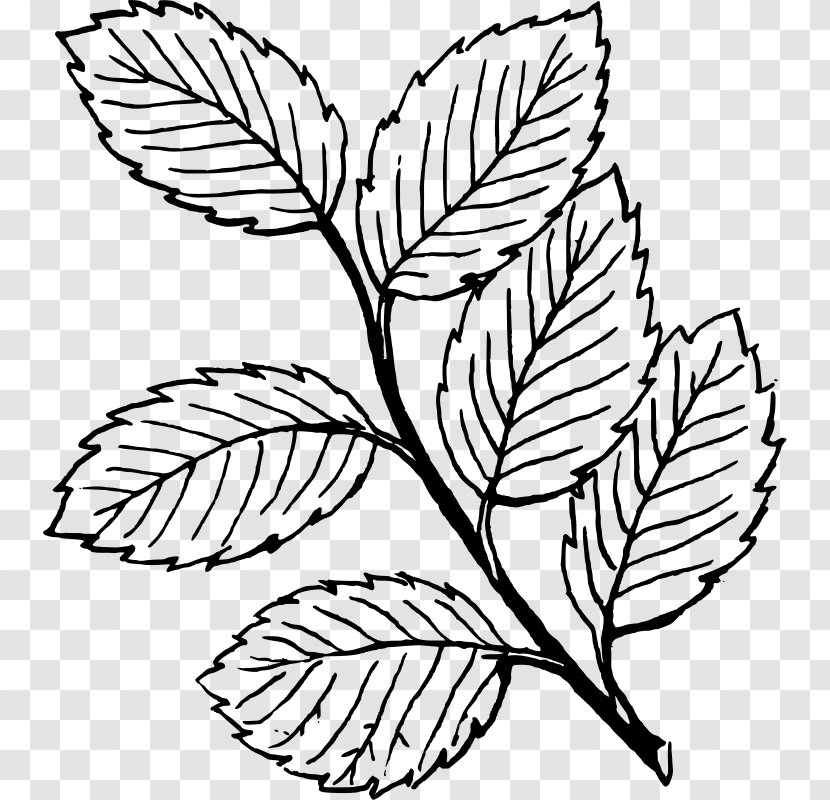 Look At Leaves Autumn Leaf Color Clip Art - Black And White Transparent PNG