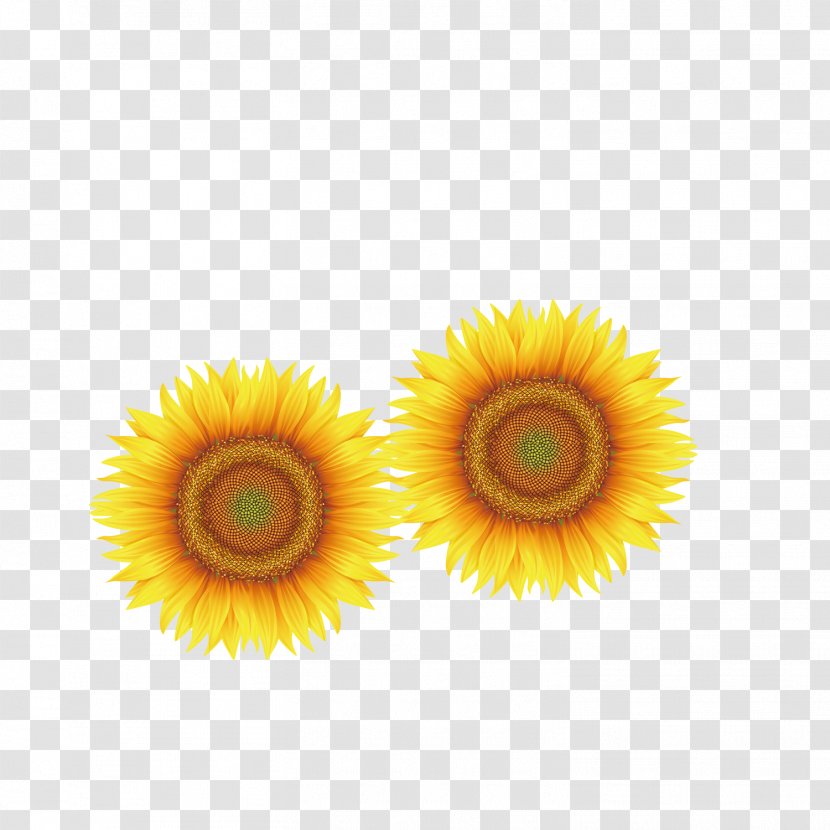 Yellow Close-up Transvaal Daisy Petal Wallpaper - Sunflower Transparent PNG