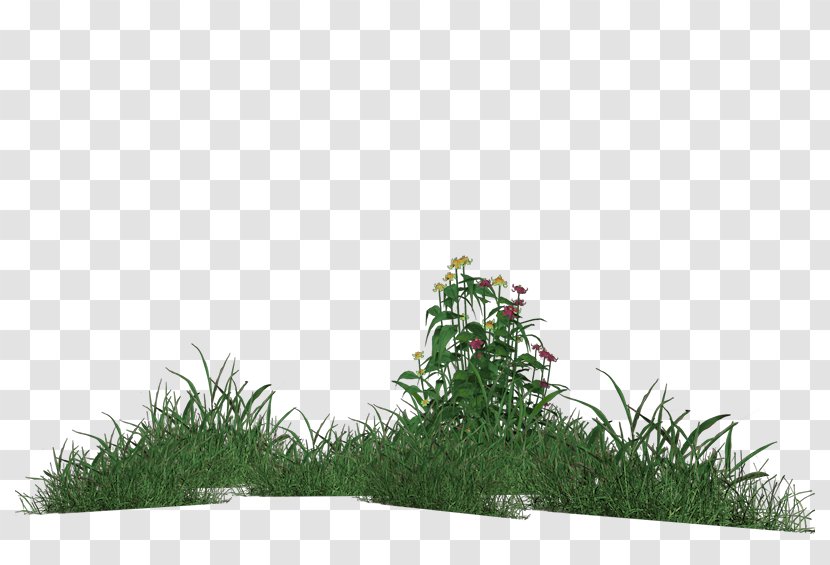 Grass Meadow Lawn Vegetation - Glade - Parterre Transparent PNG