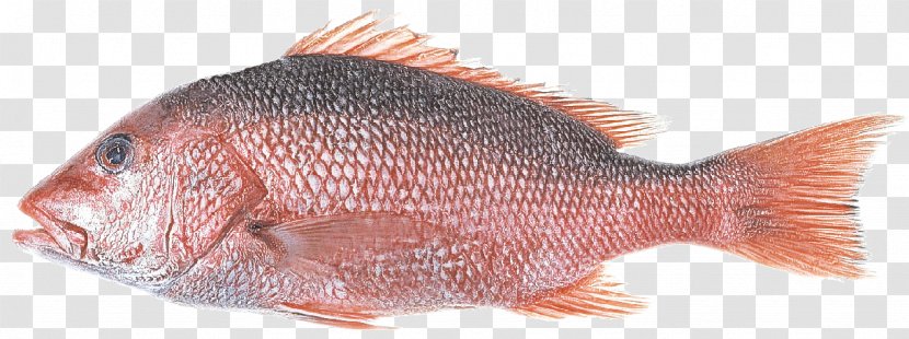 Fish Red Snapper Products - Sole Seabream Transparent PNG