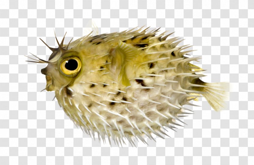 Pufferfish Fugu Long-spine Porcupinefish Lionhead Spot-fin - Spine - Fish Transparent PNG